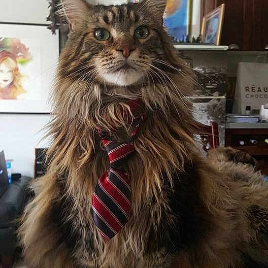 Alfred