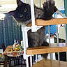cat, stairs, wooden_stairs, indoor, feline, curious, yellow_eyes, black_cat, fluffy, railing, home, dining_table, chair, curtains, window, furniture, domestic, pet, playful, house