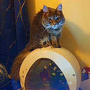 Sachat a rejoint le concours — aidez-le/la à gagner de superbes lots ! cat, animal, pet, aquarium, fish_tank, indoor, furniture, curtain, decorations, stickers, yellow_lighting, fluffy, long_hair, orange_eyes, round_shape, home, cozy, sitting, feline, domestic