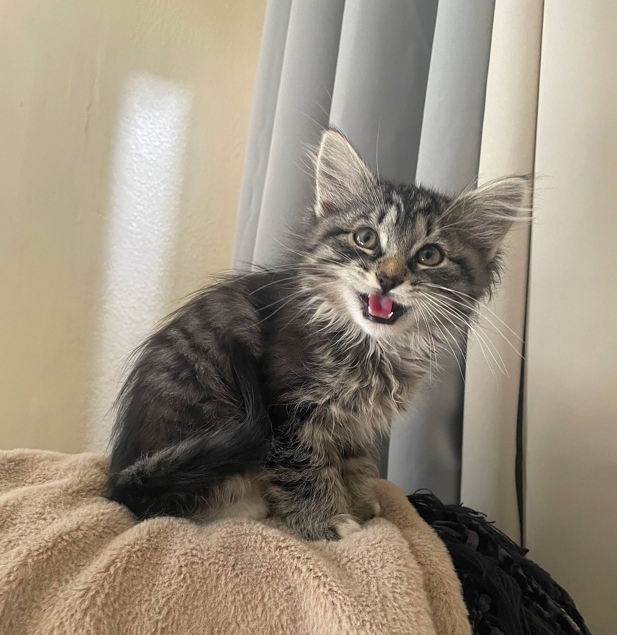 Camila is registered to the contest to win money with this photo: carnivore, cat, claw, comfort, domestic_short_haired_cat, felidae, fur, grey, maine_coon, paw, sitting, small_to_medium_sized_cats, snout, whiskers, window