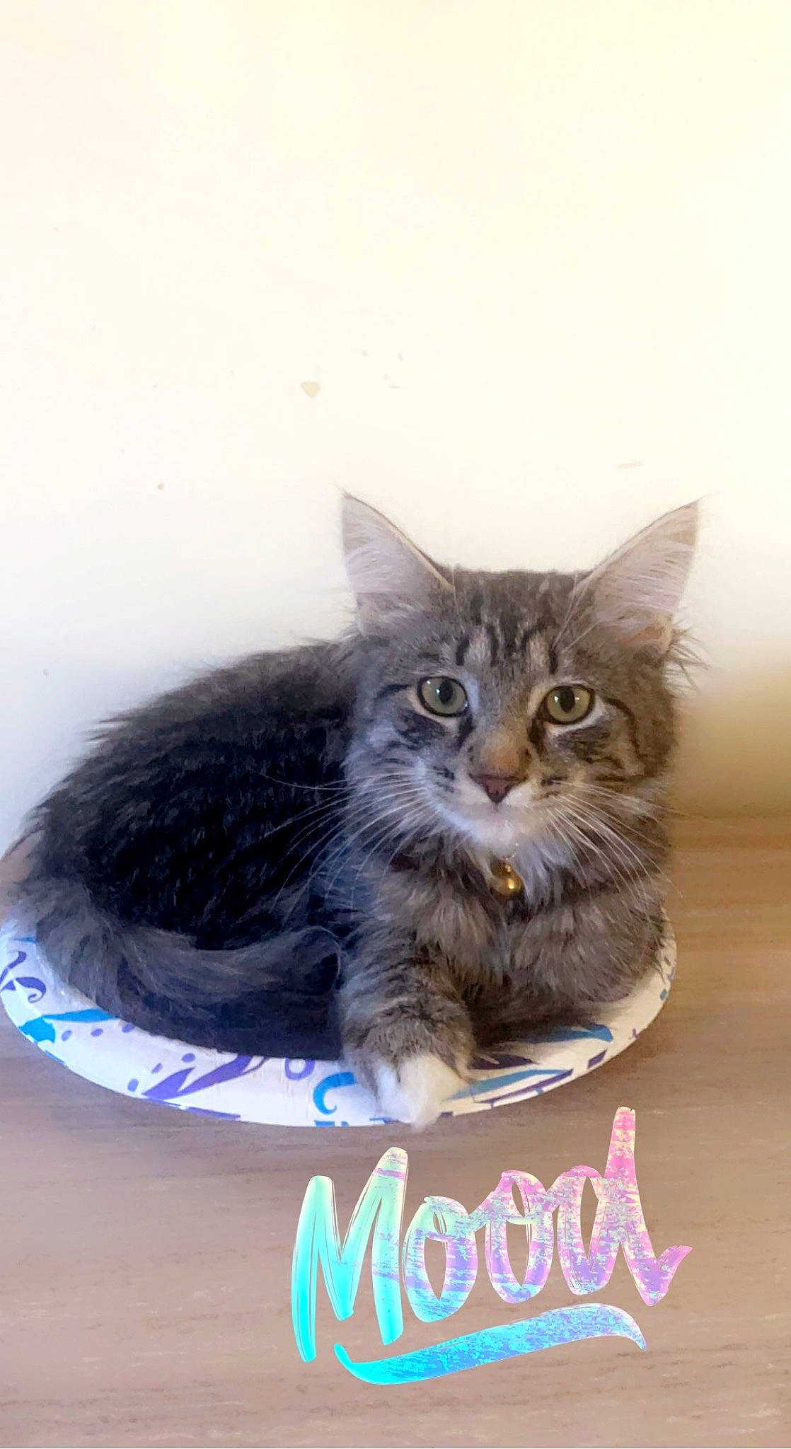 Camila joined the competition — help win amazing prizes! box, carnivore, cat, domestic_short_haired_cat, felidae, fur, paw, photo_caption, small_to_medium_sized_cats, snout, whiskers