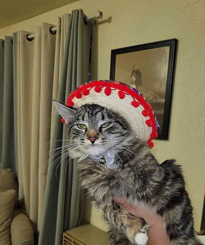 Camila joined the competition — help win amazing prizes! carnivore, cat, chair, curtain, domestic_short_haired_cat, door, felidae, fur, linens, pattern, picture_frame, room, shelf, shower_curtain, sleeve, small_to_medium_sized_cats, tail, whiskers, window, window_treatment