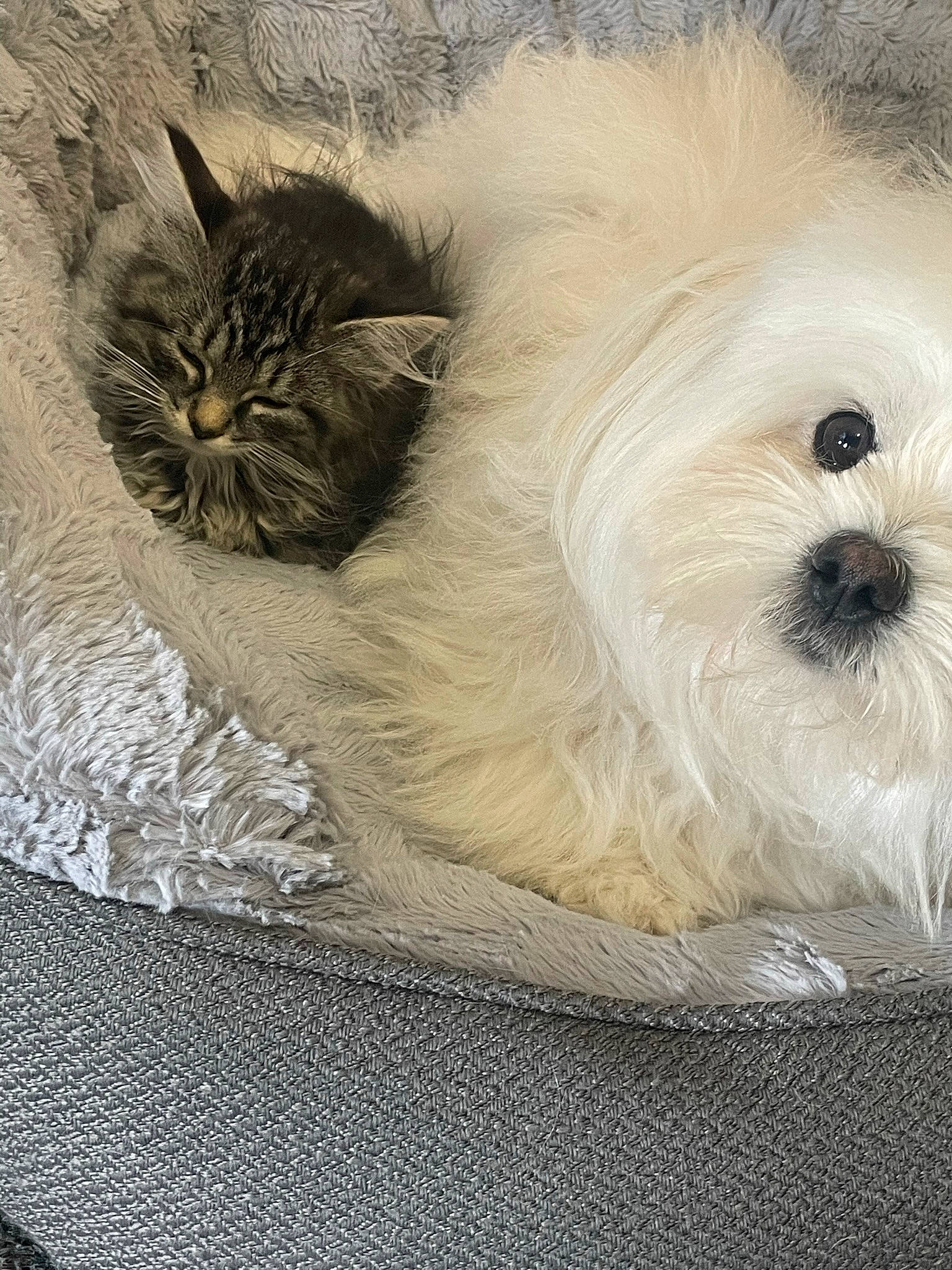 Camila is registered to the contest to win money with this photo: art, canidae, carnivore, cat, companion_dog, dog, dog_breed, domestic_short_haired_cat, felidae, fur, grey, paw, small_terrier, small_to_medium_sized_cats, snout, tail, terrier, toy_dog, whiskers, working_animal