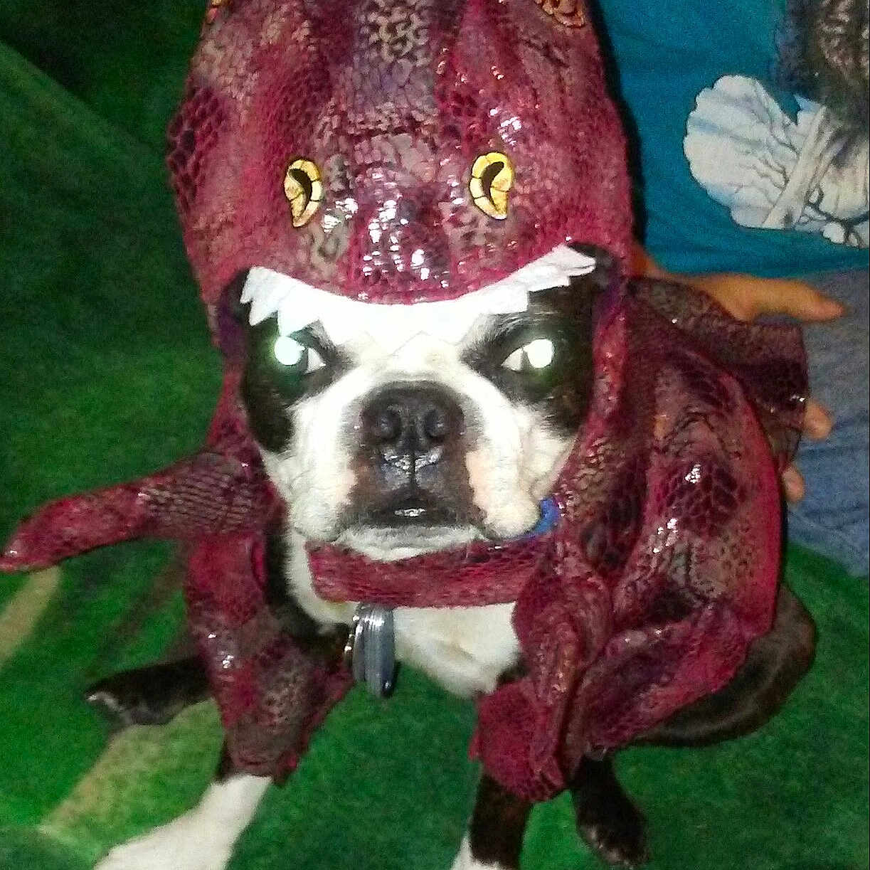 Ozzy