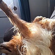 Rooky participe au concours pour gagner de l'argent avec cette photo : belly_up, close_up, curtain, cushion, dog, fur, golden_retriever, home_interior, indoor, long_hair, paw, pet, playful, portrait, relaxed, sleeping, sofa, sunlight, teeth, window