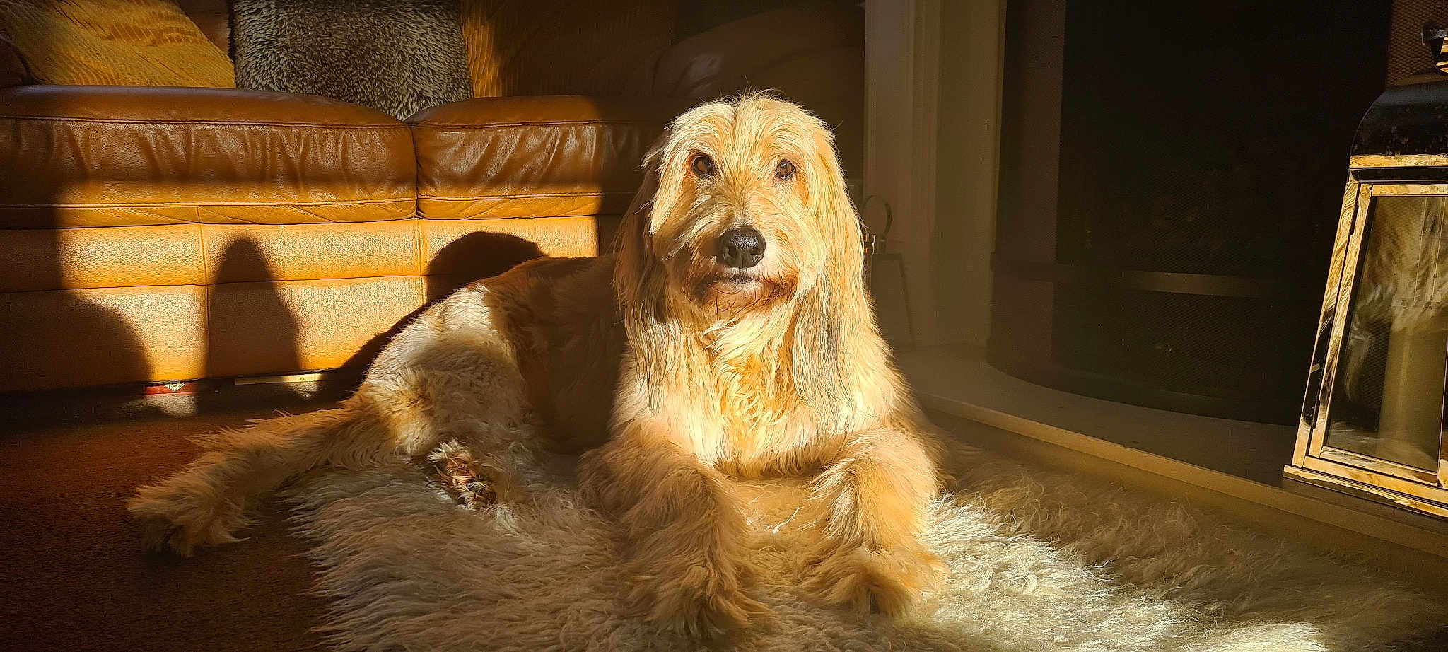 Chewy