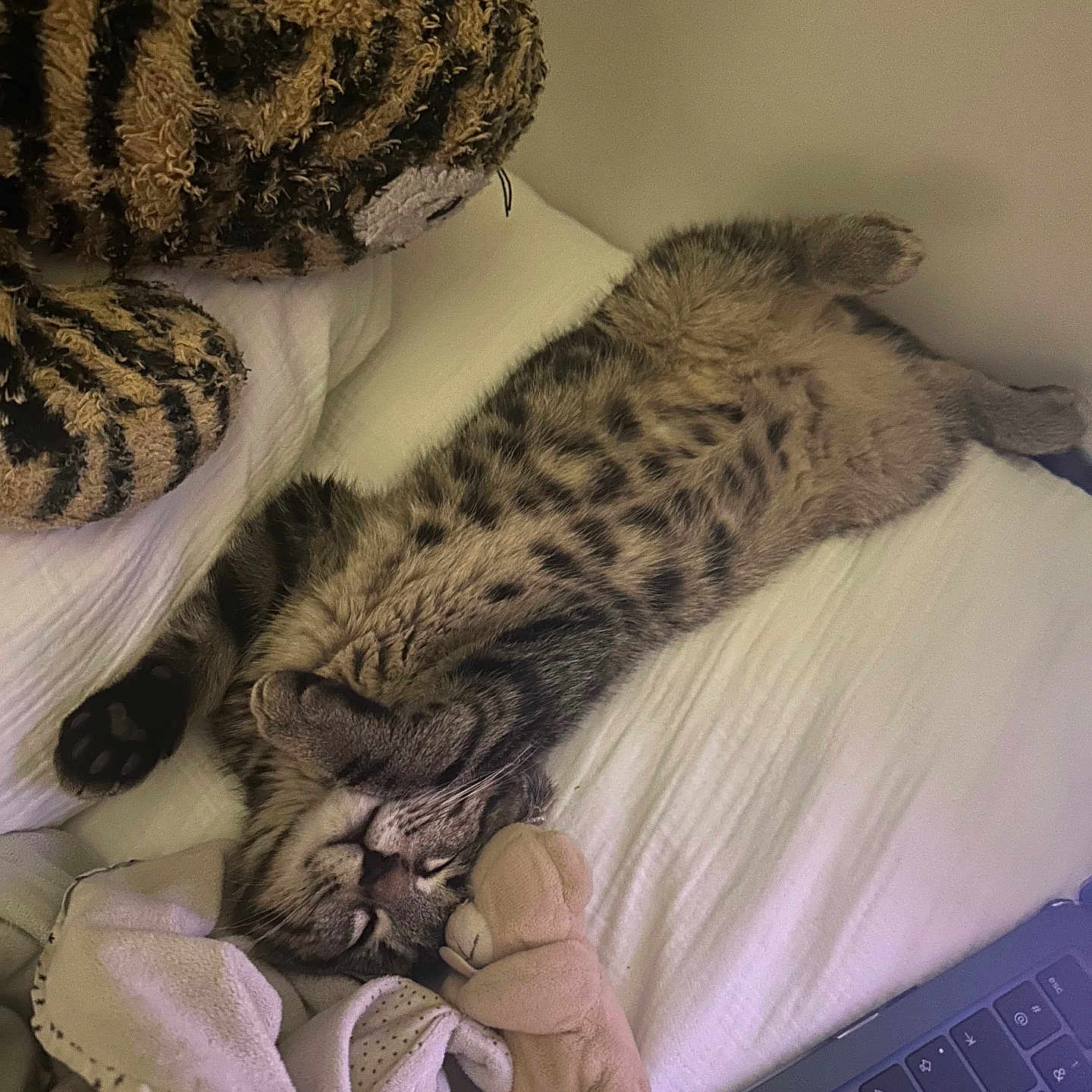 Vince a rejoint le concours — aidez-le/la à gagner de superbes lots ! animal, blanket, bodypart, cat, computer, computerhardware, computerkeyboard, couch, electronics, finger, furniture, hand, hardware, kitten, laptop, ocelot, panther, pc, person, pet