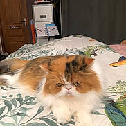 Leelou a rejoint le concours — aidez-le/la à gagner de superbes lots ! animal, bed, bedspread, cabinet, cat, door, eyes, face, fluffy, fur, furniture, indoor, leaf_pattern, lying_down, paws, persian_cat, pet, resting, stuffed_toys, whiskers
