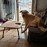 dog, dogs, pet, animal, shaggy, curly_coat, tan_fur, sitting, lounging, face, portrait, indoors, living_room, sofa, coffee_table, remote_control, glass_door, window, tile_floor, home_decor