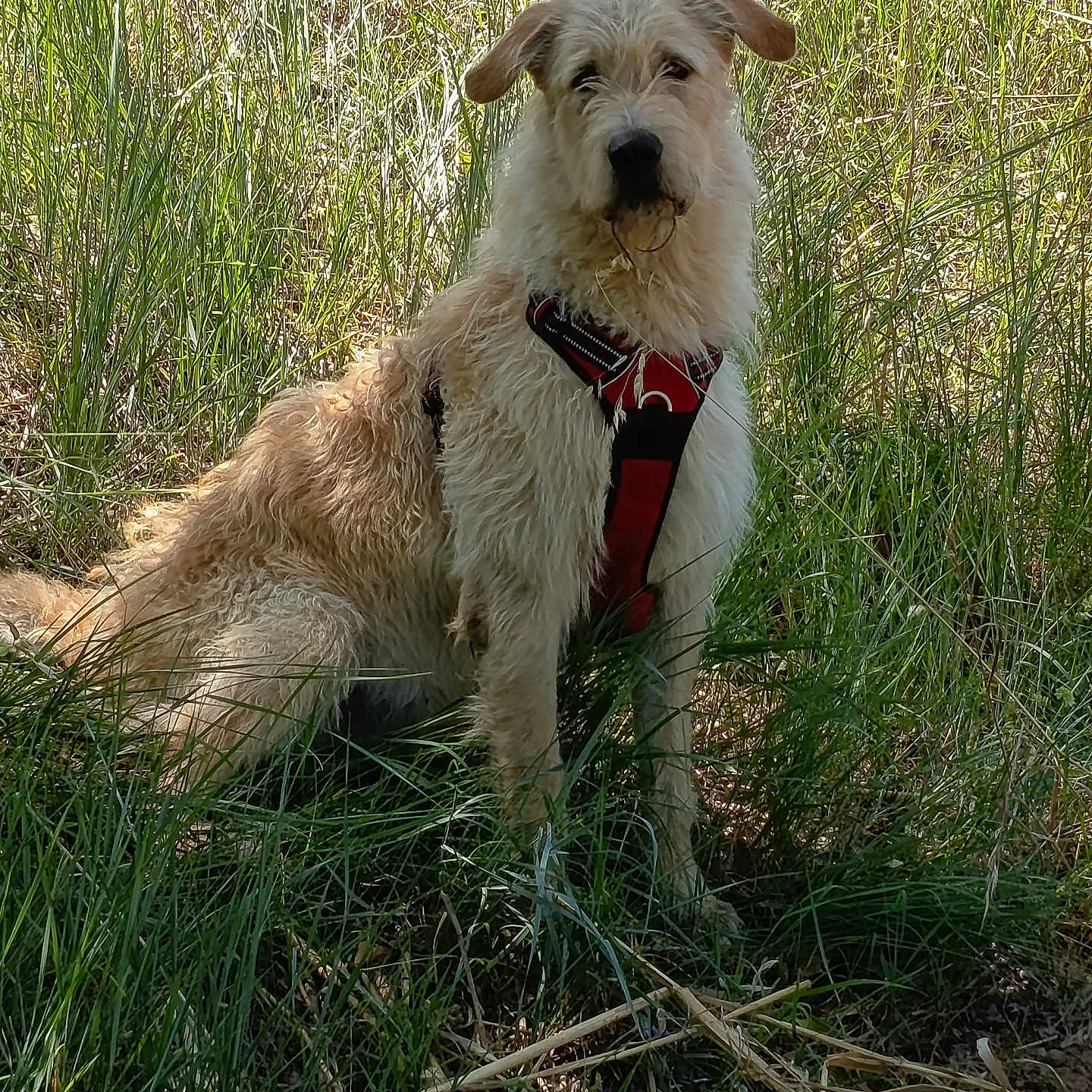 Thor