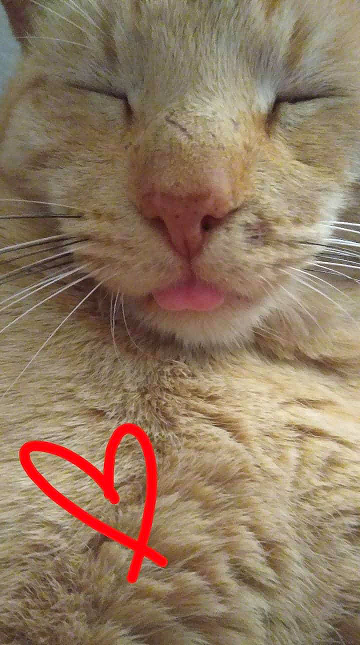 Mr.peach joined the competition — help win amazing prizes! carnivore, cat, domestic_short_haired_cat, event, fawn, felidae, fur, grass, happy, iris, paw, pet_supply, rodent, small_to_medium_sized_cats, snout, tail, terrestrial_animal, whiskers, wildlife