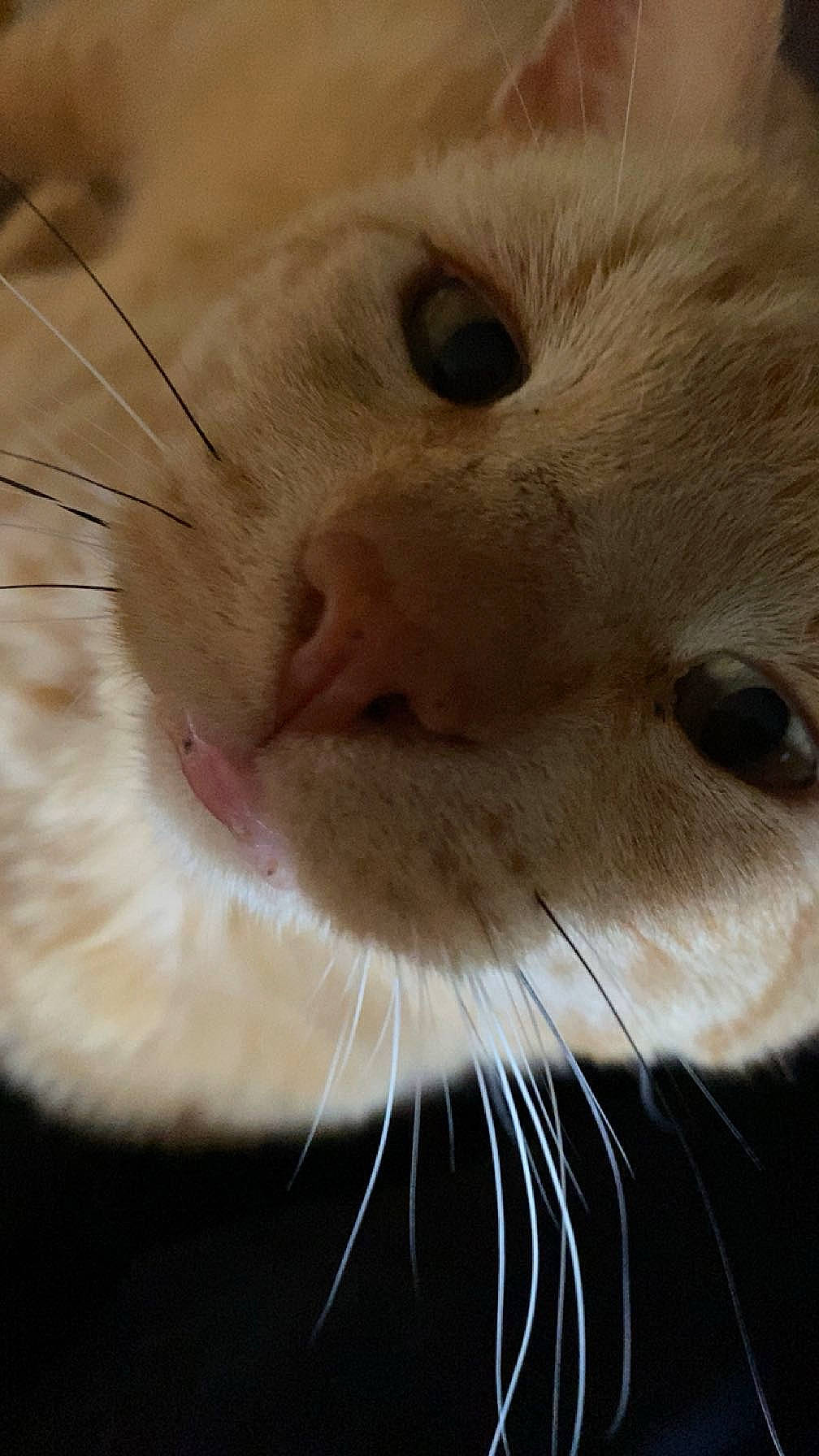 Peaches is registered to the contest to win money with this photo: carnivore, cat, close_up, domestic_short_haired_cat, ear, fawn, felidae, fur, paper_bag, paw, sand, small_to_medium_sized_cats, snout, terrestrial_animal, whiskers