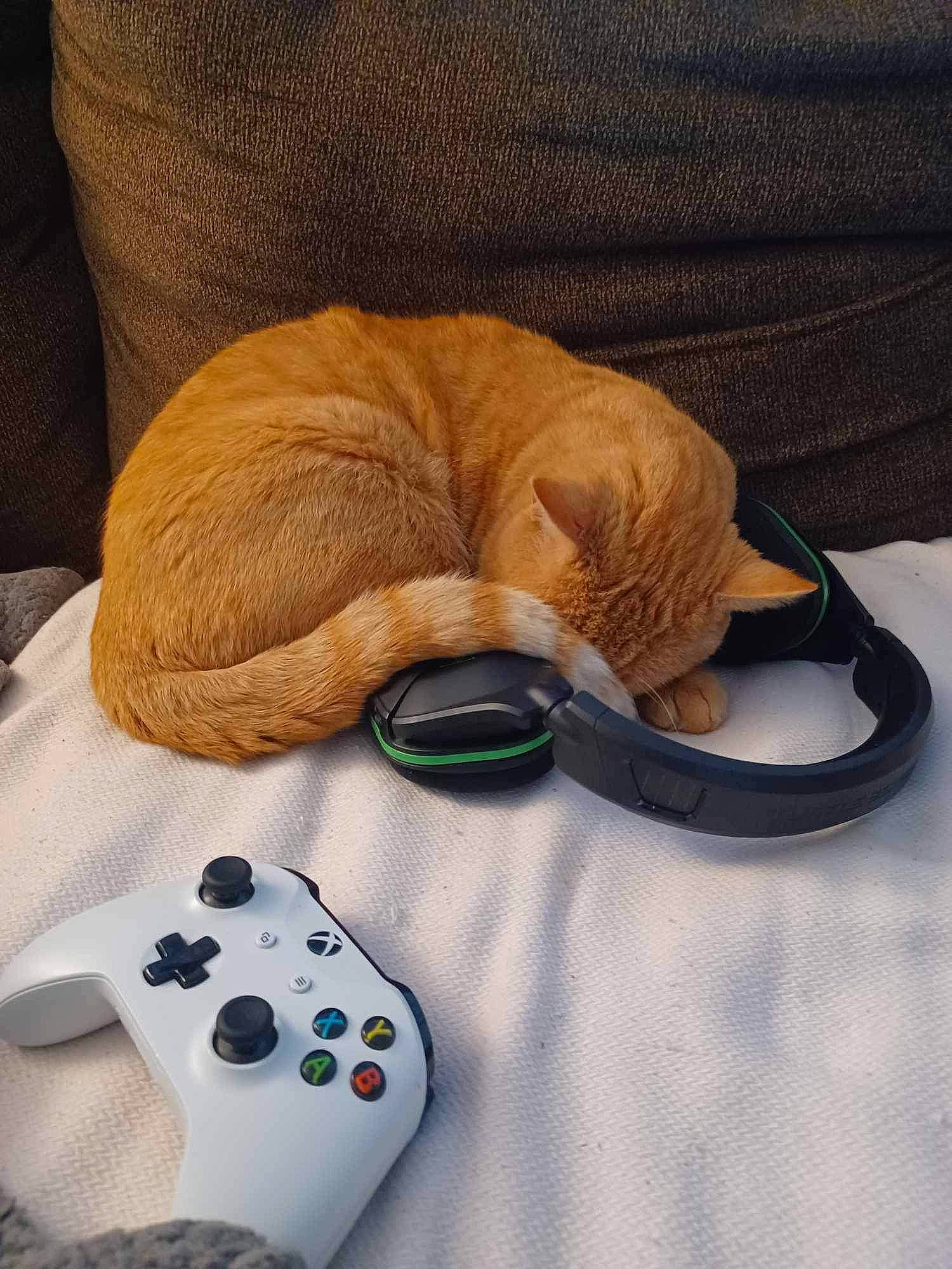 Peaches joined the competition — help win amazing prizes! bed, carmine, comfort, costume_hat, fashion_accessory, fawn, felidae, fur, gadget, game_controller, grey, hat, input_device, linens, pattern, peripheral, remote_control, stuffed_toy, tail, wood
