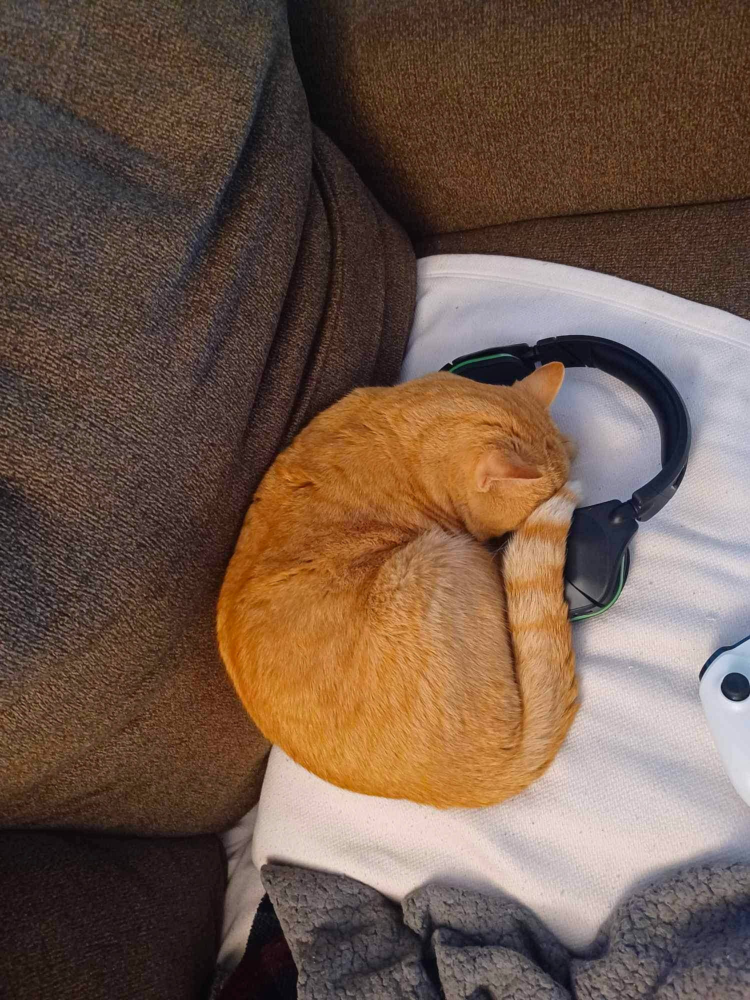 Peaches joined the competition — help win amazing prizes! bag, bedding, beige, cat, cat_supply, comfort, electric_blue, fawn, felidae, fur, hat, linens, small_to_medium_sized_cats, tail, tie, towel, whiskers, wood, wool, woolen