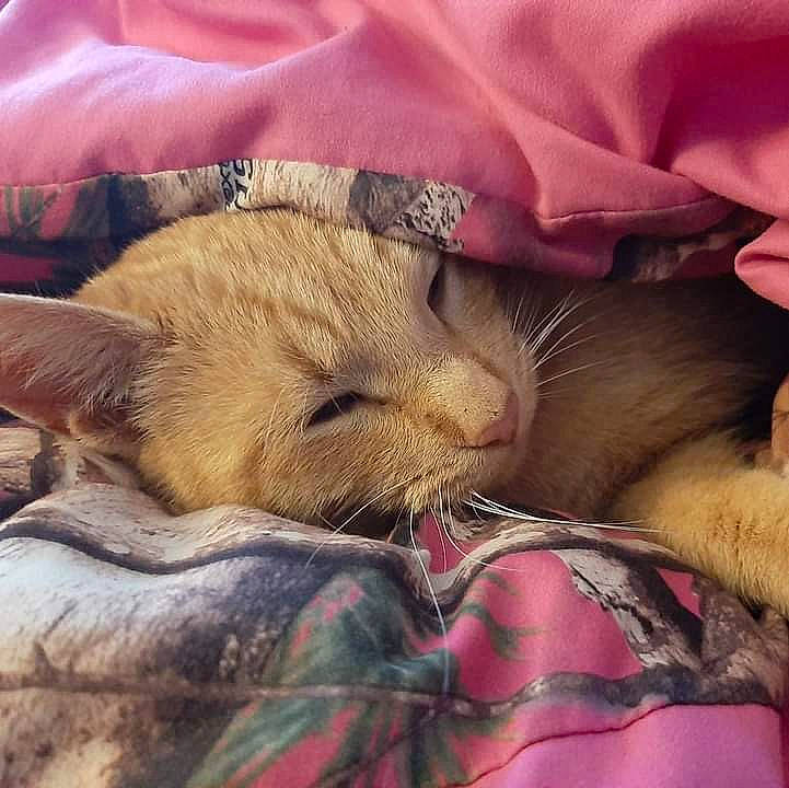 Peaches is registered to the contest to win money with this photo: bed, canidae, carnivore, cat, cloud, comfort, companion_dog, domestic_short_haired_cat, ear, fawn, felidae, fur, linens, mammal, paw, small_to_medium_sized_cats, snout, tail, vertebrate, whiskers