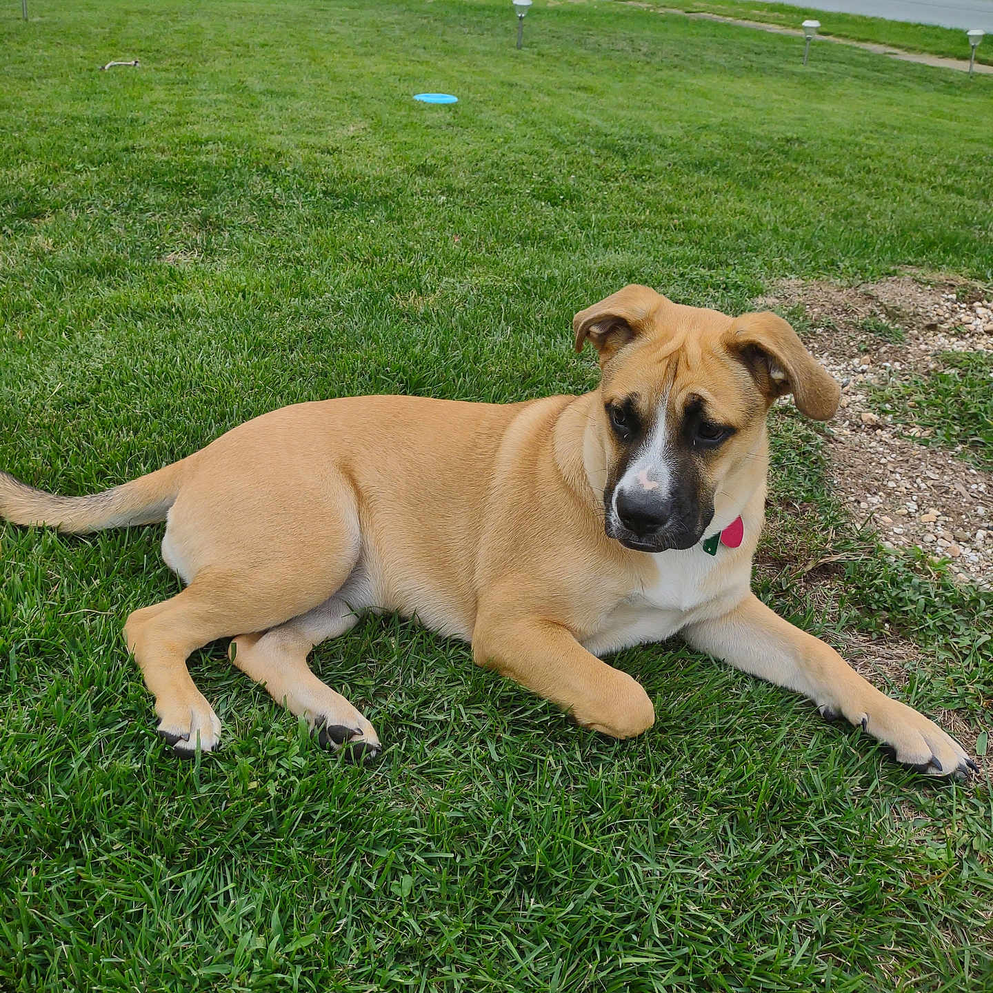 Ella Mae is registered to the contest to win money with this photo: accessories, animal, bus, canine, car, dog, grass, hound, lawn, machine, person, pet, plant, roadsign, sign, strap, symbol, transportation, vehicle, wheel