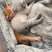 Neige participe au concours pour gagner de l'argent avec cette photo : kitten, cat, sleeping, snuggling, fur, cozy, bed, fluffy, pet, animal, cute, resting, comfort, domestic, mammal, young, adorable, companion, warm, soft