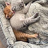 kitten, cat, sleeping, snuggling, fur, cozy, bed, fluffy, pet, animal, cute, resting, comfort, domestic, mammal, young, adorable, companion, warm, soft