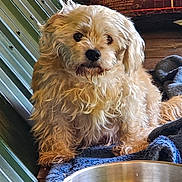 Jasper joined the competition — help win amazing prizes! animal, blanket, canine, companion, cozy, cream_colored, curious, cute, dog, domestic, fluffy, fur, indoor, metal_wall, pet, portrait, resting, sitting, water_bowl, wooden_floor