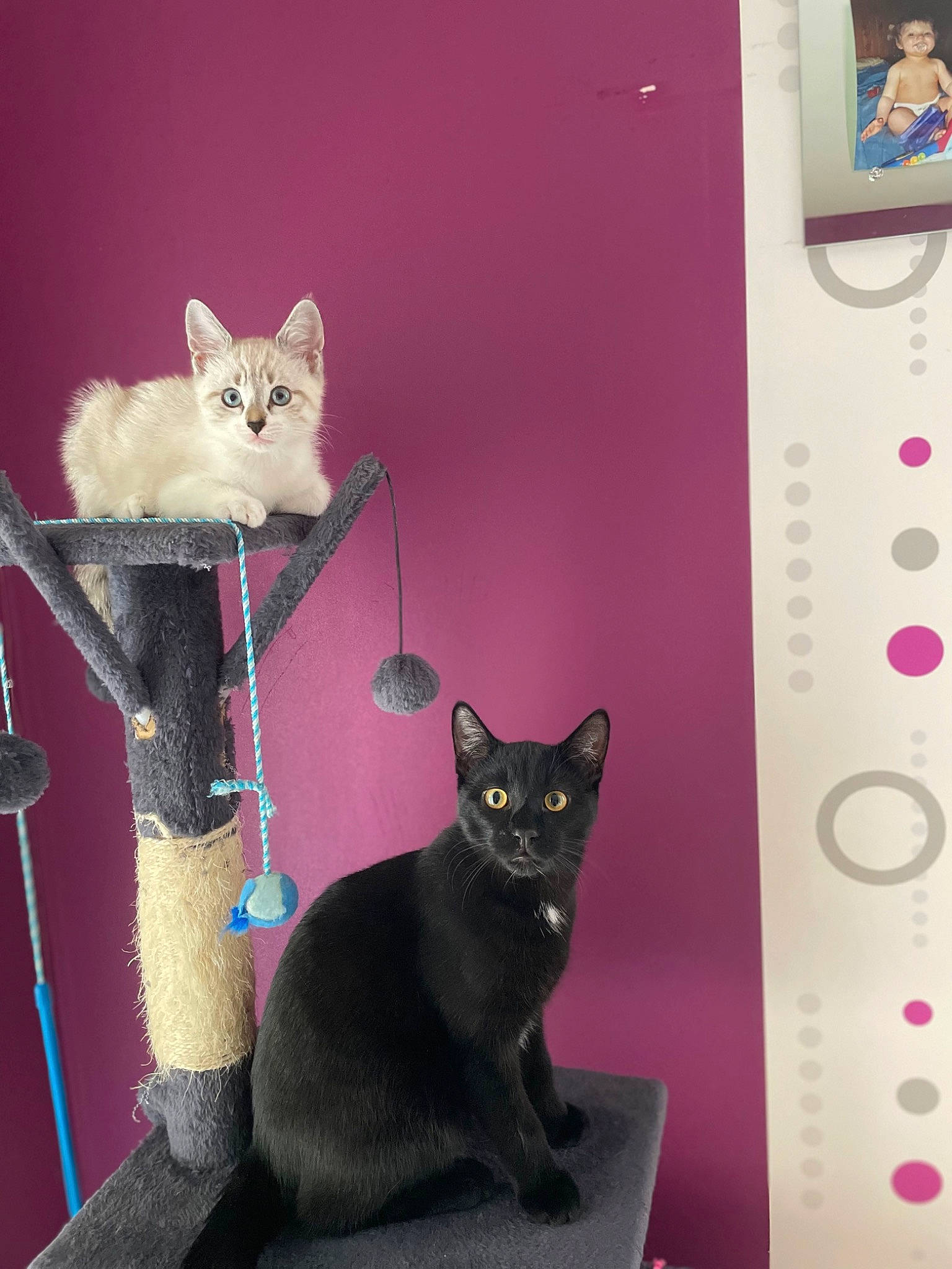 Canelle a rejoint le concours — aidez-le/la à gagner de superbes lots ! bombay, carnivore, cat, cat_supply, circle, domestic_short_haired_cat, felidae, fur, grey, magenta, small_to_medium_sized_cats, tail, whiskers, white