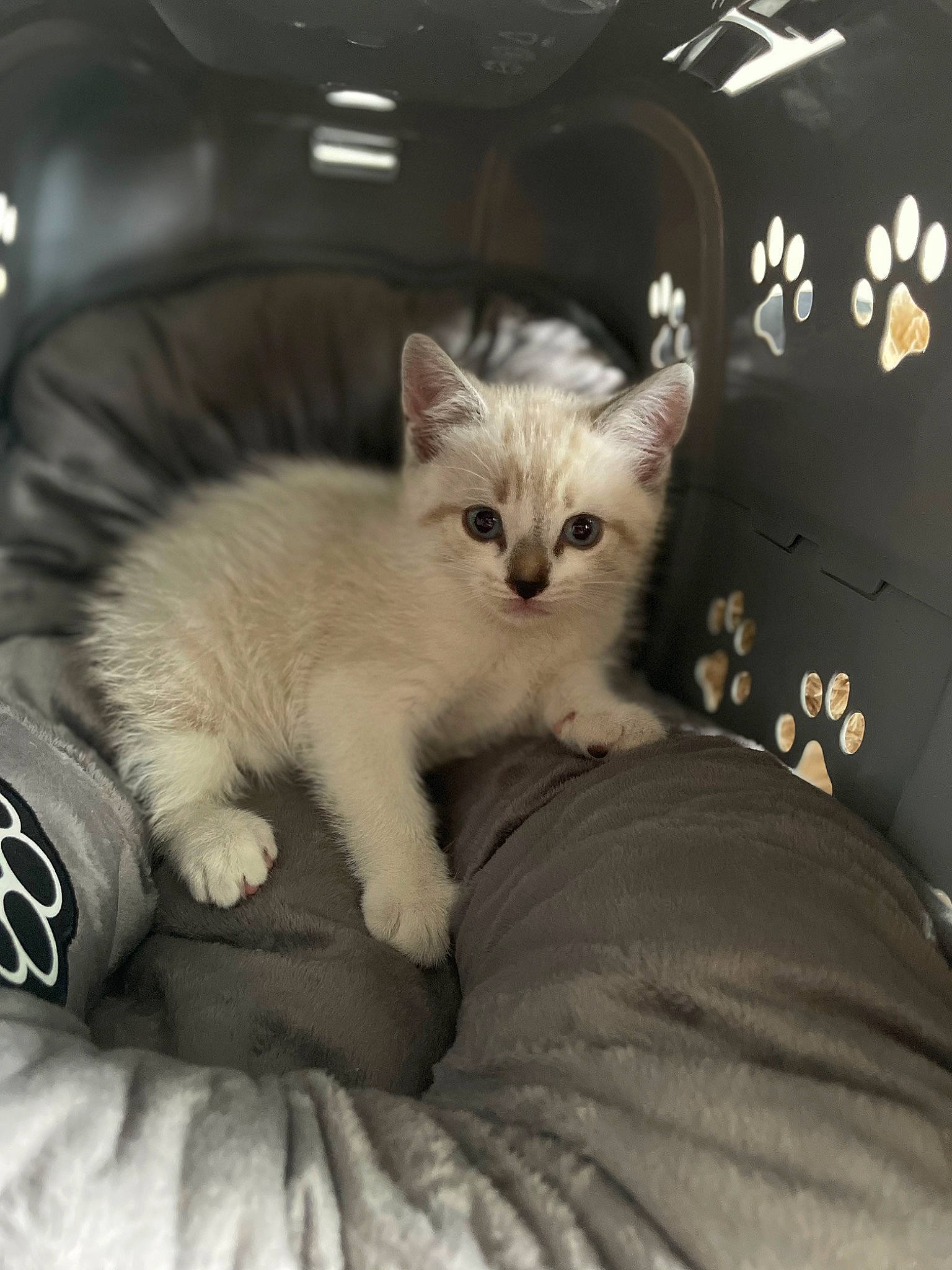 Canelle a rejoint le concours — aidez-le/la à gagner de superbes lots ! carnivore, cat, cat_supply, claw, comfort, domestic_short_haired_cat, felidae, fur, paw, small_to_medium_sized_cats, snout, tail, terrestrial_animal, whiskers