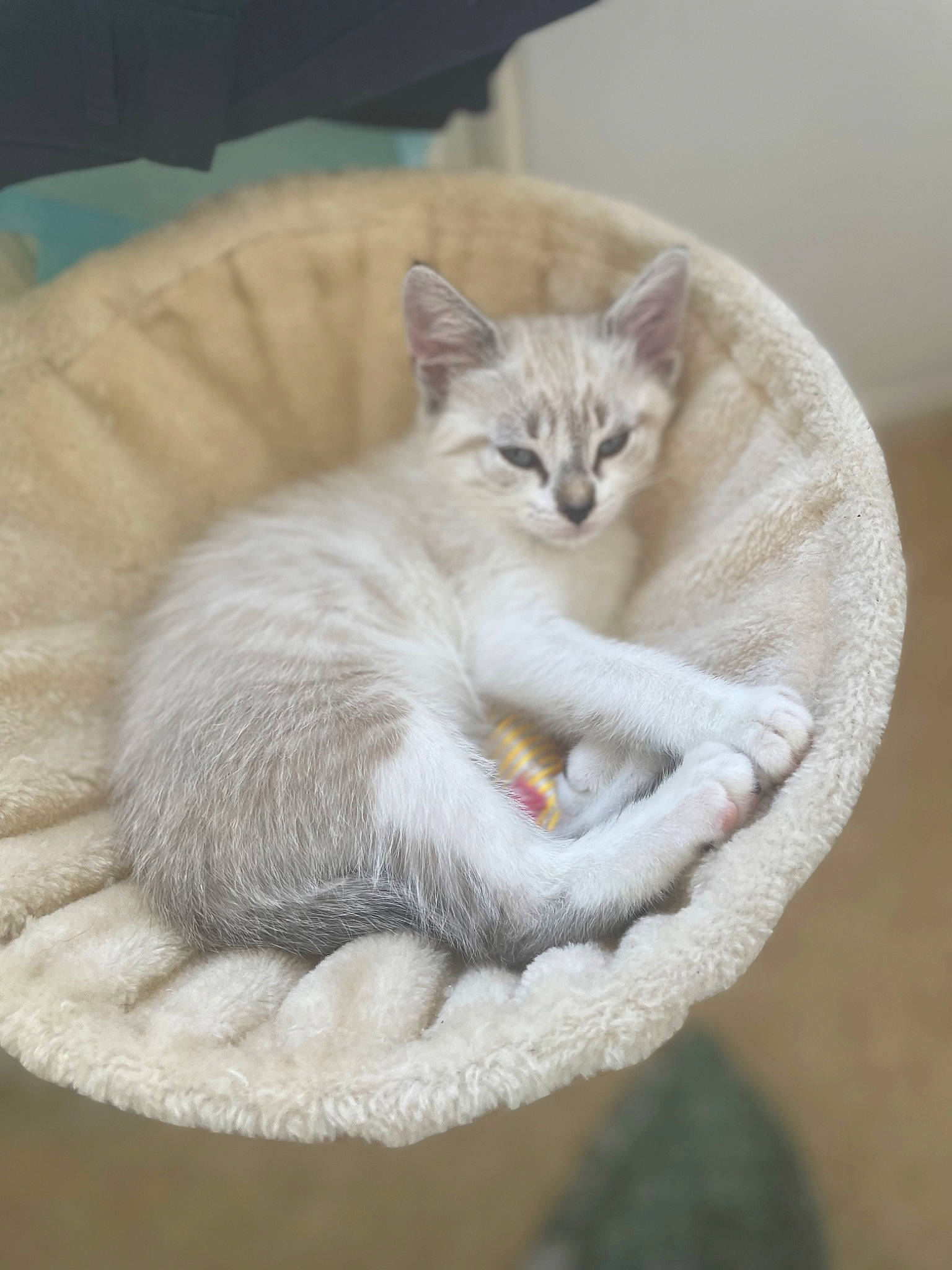 Canelle a rejoint le concours — aidez-le/la à gagner de superbes lots ! bed, carnivore, cat, cat_bed, cat_furniture, cat_supply, claw, comfort, domestic_short_haired_cat, fang, fawn, felidae, fur, grey, paw, pet_supply, small_to_medium_sized_cats, snout, tail, whiskers