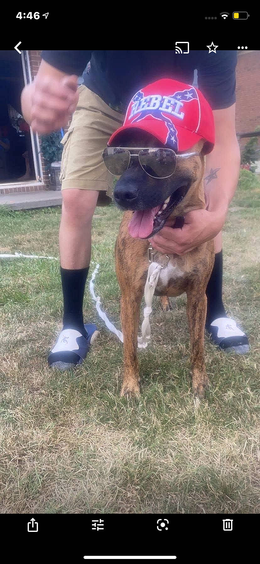 Dixie is registered to the contest to win money with this photo: baseball_cap, cap, carnivore, collar, companion_dog, dog, dog_breed, dog_collar, dog_supply, fawn, hat, human_leg, knee, pet_supply, shoe, shorts, sneakers, sun_hat, thigh, working_animal