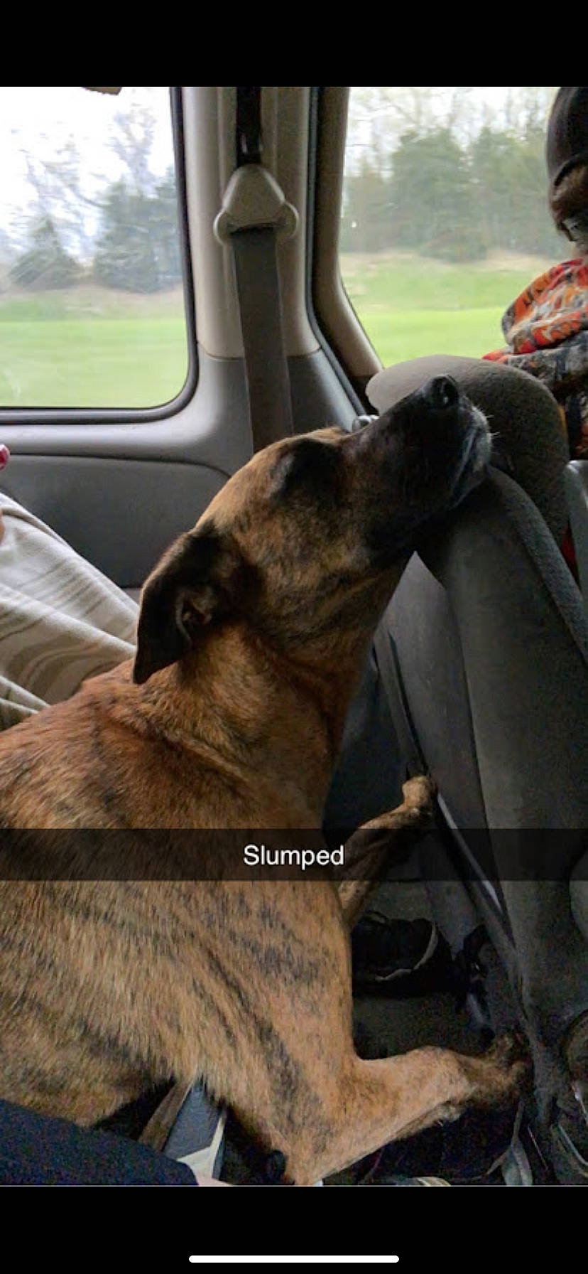 Dixie joined the competition — help win amazing prizes! auto_part, automotive_exterior, car, car_seat, car_seat_cover, carnivore, collar, companion_dog, dog, dog_breed, family_car, fawn, liver, motor_vehicle, snout, sporting_group, vehicle, vehicle_door, window, working_animal