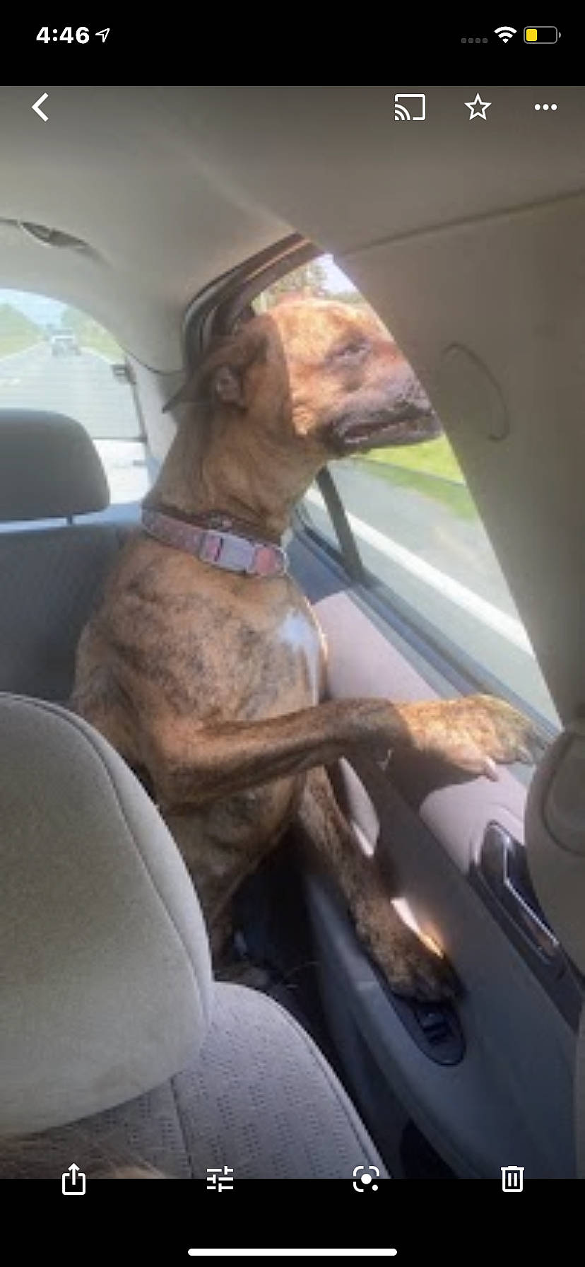 Dixie is registered to the contest to win money with this photo: automotive_exterior, automotive_mirror, car, car_seat, car_seat_cover, carnivore, collar, comfort, companion_dog, dog, dog_breed, fawn, liver, motor_vehicle, seat_belt, snout, tints_and_shades, vehicle_door, window, windshield
