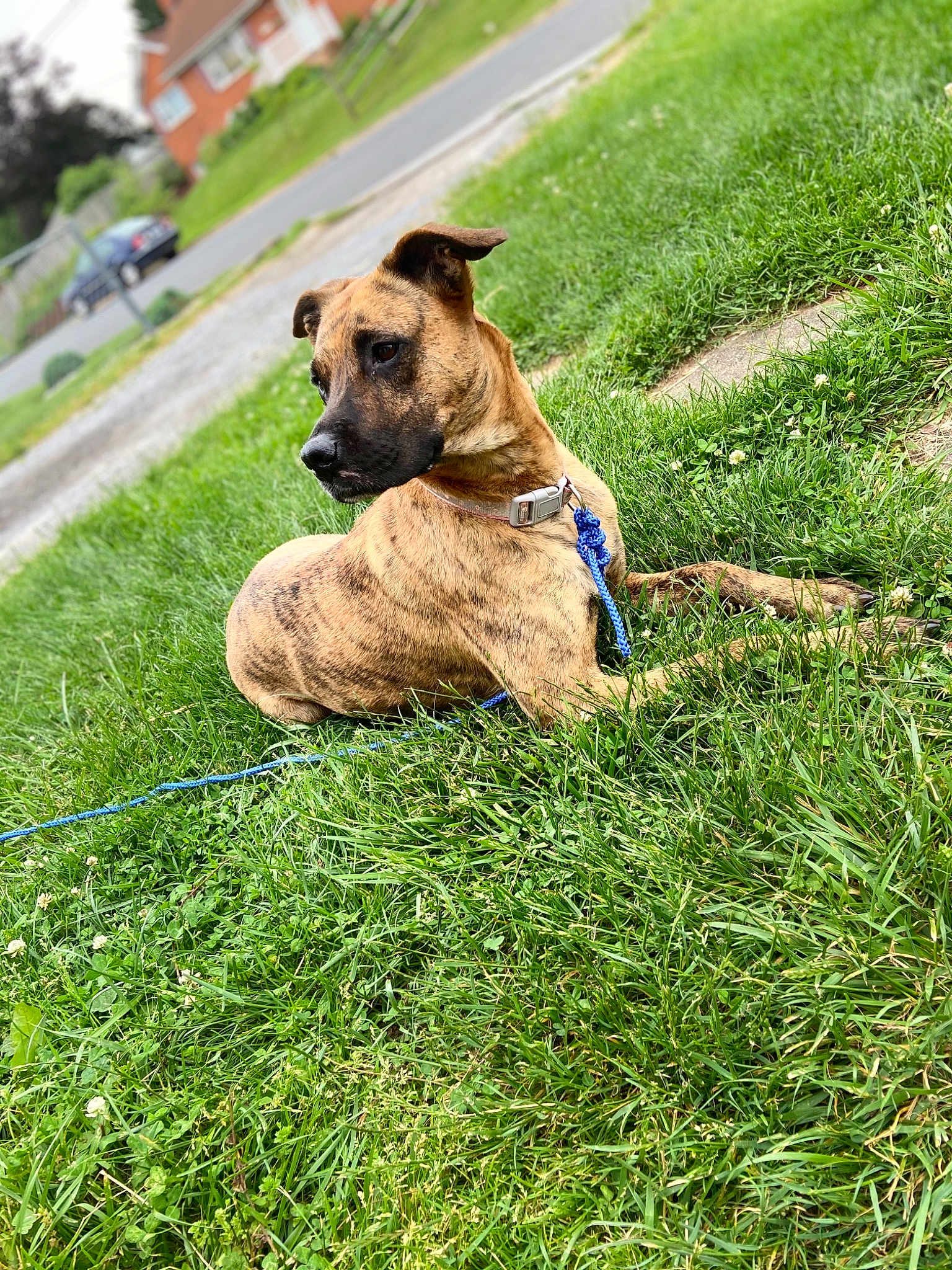 Dixie