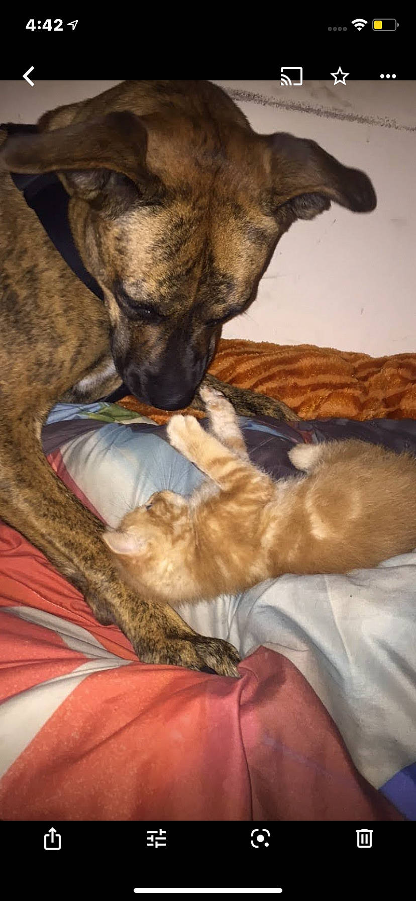 Dixie joined the competition — help win amazing prizes! bed, bed_sheet, bedding, canidae, carnivore, cat, claw, comfort, companion_dog, dog, dog_breed, fawn, felidae, fur, linens, nap, small_to_medium_sized_cats, snout, sporting_group, whiskers