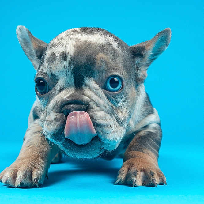 Mama is registered to the contest to win money with this photo: animal, bodypart, boxer, bulldog, canine, dog, frenchbulldog, mouth, person, pet, pitbull, puppy, snout, tongue, whitedog