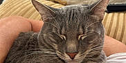 Balto joined the competition — help win amazing prizes! cat, gray_cat, sleeping, pet, cozy, lap, indoor, feline, whiskers, ears, paw, closeup, relaxation, comfort, human_arm, cushion, blanket, fur, resting, domestic_animal