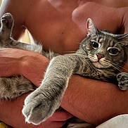 Balto is registered to the contest to win money with this photo: arms, cat, closeup, comfort, cozy, curious, face, fur, gray_cat, holding, indoor, paw, person, pet, relaxed, resting, skin, tabby, torso, whiskers