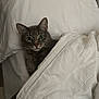 Balto joined the competition — help win amazing prizes! cat, gray_cat, bed, blanket, quilt, cozy, indoor, pet, animal, feline, resting, cute, whiskers, ears, fur, lying_down, comfort, domestic, relaxed, sleepy