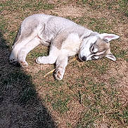 Snow a rejoint le concours — aidez-le/la à gagner de superbes lots ! animal, canine, cute, daytime, dog, fur, grass, ground, nature, outdoor, peaceful, pet, puppy, relaxing, resting, shadow, sleeping, summer, sunlight, young
