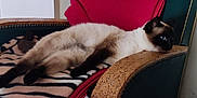 Blanchette participe au concours pour gagner de l'argent avec cette photo : siamese_cat, cat, animal, pet, feline, relaxed, armchair, furniture, blanket, zebra_pattern, red_throw, indoor, cozy, resting, wooden_armrest, blue_eyes, fur, side_view, home, comfort