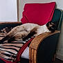 siamese_cat, cat, animal, pet, feline, relaxed, armchair, furniture, blanket, zebra_pattern, red_throw, indoor, cozy, resting, wooden_armrest, blue_eyes, fur, side_view, home, comfort