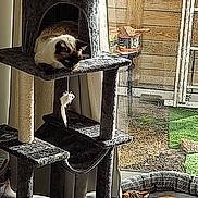 Blanchette participe au concours pour gagner de l'argent avec cette photo : cat, cat_tree, sleeping, indoor, pet, animal, window, bed, furniture, toy, feather, curtains, sunlight, resting, tabby_cat, siamese_cat, cozy, home, relaxing, domestic