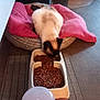 Blanchette participe au concours pour gagner de l'argent avec cette photo : cat, siamese_cat, pet_bed, pink_blanket, food_bowl, dry_cat_food, water_dispenser, kitchen_floor, indoor, pet, meal_time, animal, home, cozy, resting, cute, feline, domestic, feeding, clean