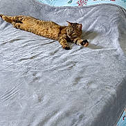 Grisette participe au concours pour gagner de l'argent avec cette photo : cat, tabby_cat, bed, blanket, stretching, indoor, feline, resting, soft_texture, gray_blanket, striped_fur, paws, sleepy, cozy, comfort, furniture, domestic_animal, relaxed, animal, mammal