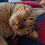 Grisette participe au concours pour gagner de l'argent avec cette photo : cat, tabby, sleeping, close_up, whiskers, fur, pet, cozy, relaxation, tongue, nap, indoor, blanket, knitted, cute, animal, feline, rest, soft, peaceful