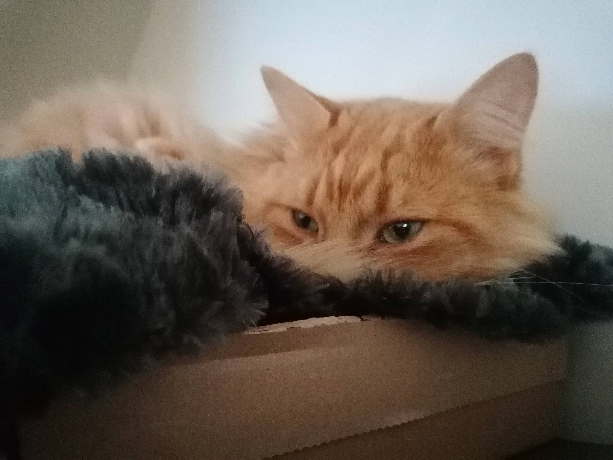 Rouxy a rejoint le concours — aidez-le/la à gagner de superbes lots ! box, british_longhair, carnivore, cat, claw, comfort, domestic_short_haired_cat, fawn, felidae, fur, paw, small_to_medium_sized_cats, snout, tail, whiskers