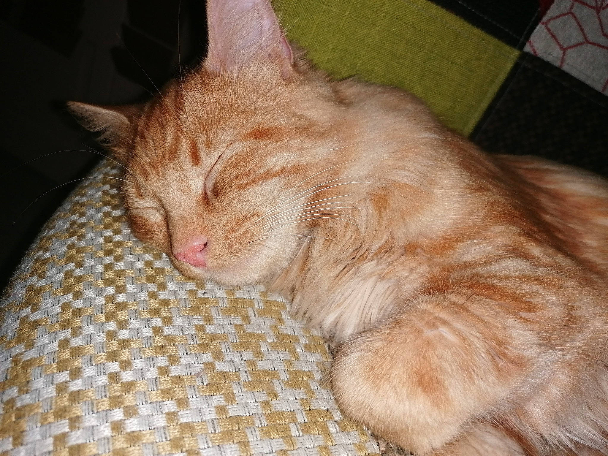 Rouxy a rejoint le concours — aidez-le/la à gagner de superbes lots ! carnivore, cat, claw, comfort, domestic_short_haired_cat, fawn, felidae, fur, nap, paw, sleep, small_to_medium_sized_cats, tail, terrestrial_animal, whiskers, wood, wrinkle