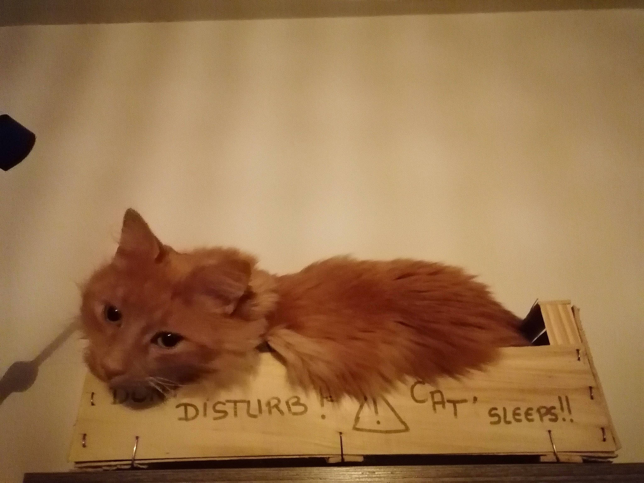 Rouxy a rejoint le concours — aidez-le/la à gagner de superbes lots ! art, carnivore, cat, claw, fawn, felidae, fur, paper_product, paw, rectangle, small_to_medium_sized_cats, snout, tail, whiskers, window, wood