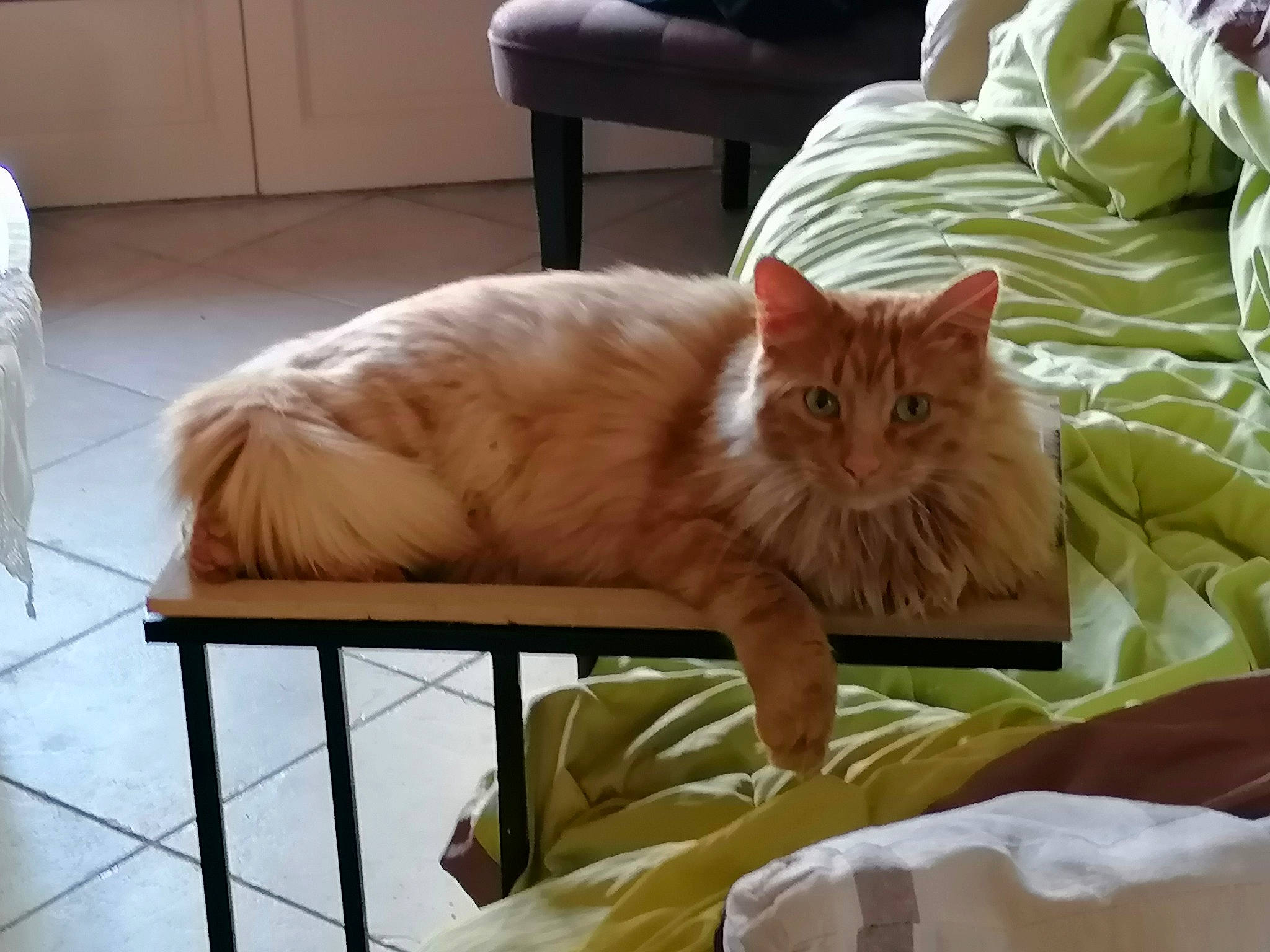 Rouxy a rejoint le concours — aidez-le/la à gagner de superbes lots ! cabinetry, carnivore, cat, chair, comfort, couch, fawn, felidae, flooring, fur, furniture, hardwood, linens, paw, plant, room, small_to_medium_sized_cats, tail, whiskers, wood