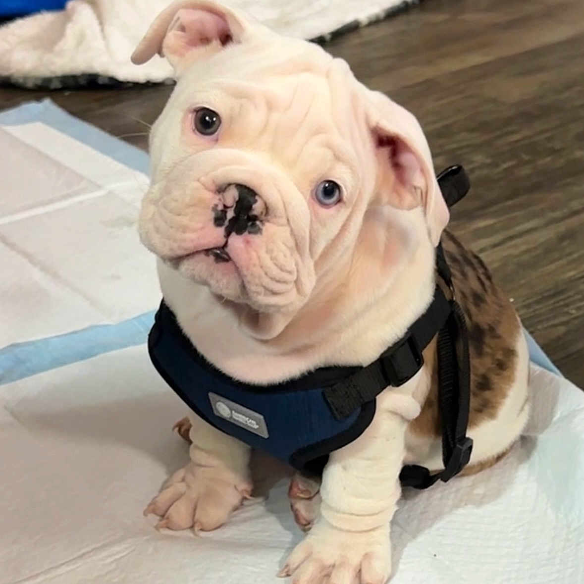 Torito is registered to the contest to win money with this photo: animal, boxer, bulldog, canine, dog, frenchbulldog, pet, pitbull, puppy, snout, whitedog