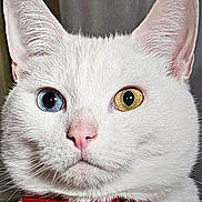 Ayiko participe au concours pour gagner de l'argent avec cette photo : cat, white_cat, heterochromia, blue_eye, yellow_eye, pink_nose, red_collar, close_up, portrait, face, whiskers, fur, ears, pet, domestic_animal, indoors, photography, staring, cute, royal