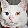 cat, white_cat, heterochromia, blue_eye, yellow_eye, pink_nose, red_collar, close_up, portrait, face, whiskers, fur, ears, pet, domestic_animal, indoors, photography, staring, cute, royal