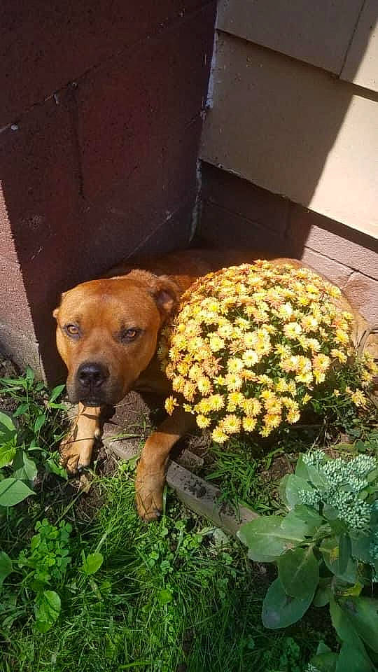 Ace joined the competition — help win amazing prizes! annual_plant, canidae, carnivore, companion_dog, dog, dog_breed, fawn, flower, flowering_plant, grass, groundcover, herb, herbaceous_plant, pet_supply, petal, plant, sporting_group, terrestrial_animal, working_animal, working_dog